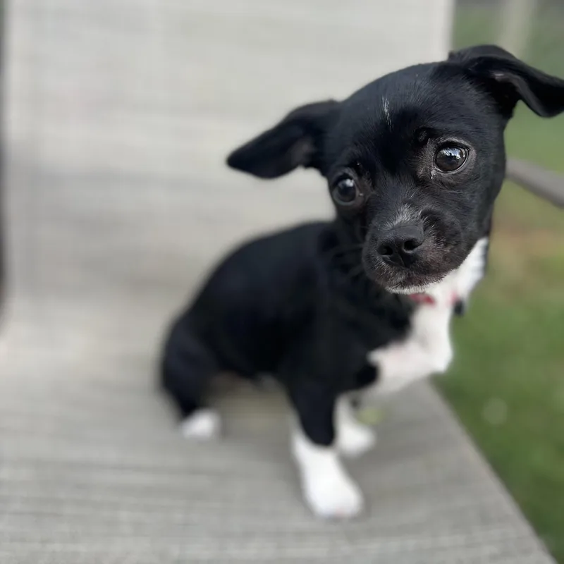 Georgie