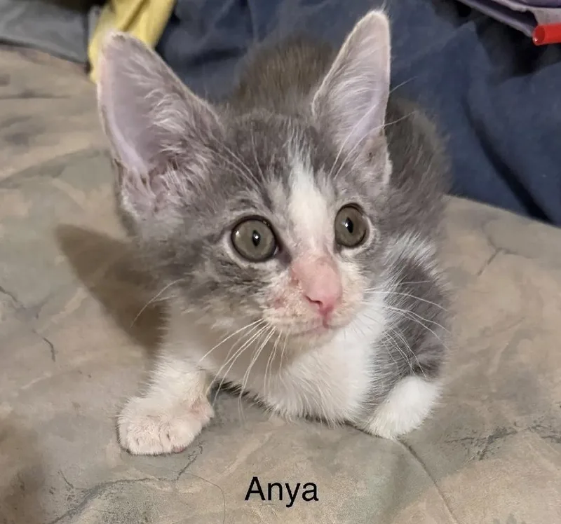 Anya
