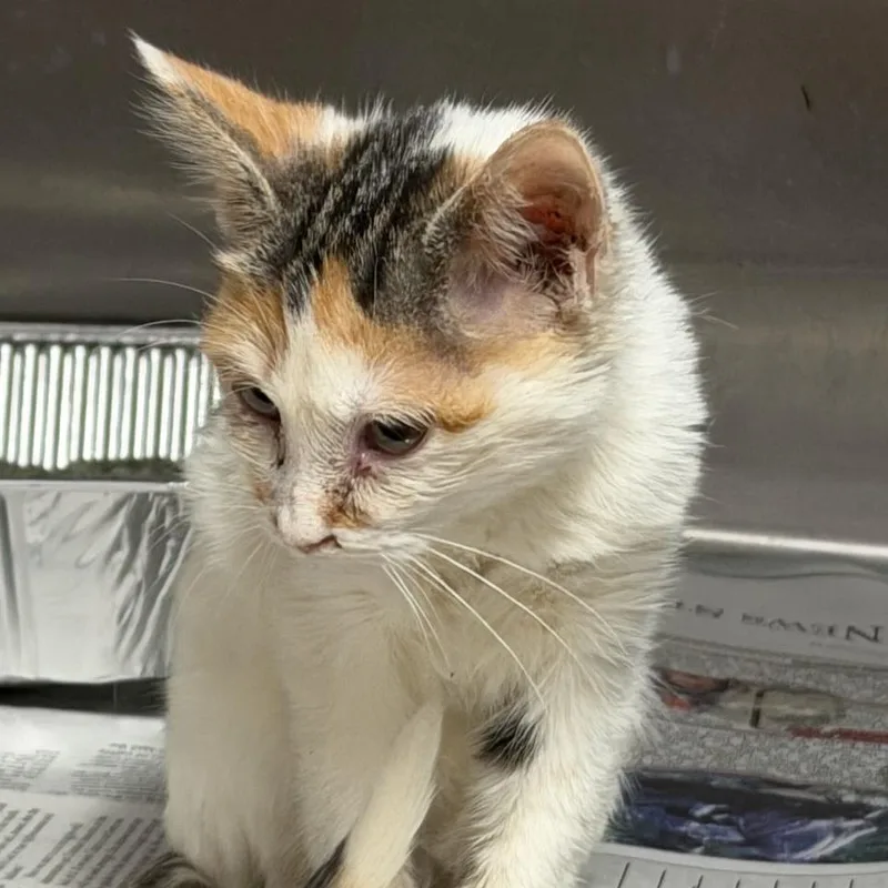 A baby small-sized female Domestic Medium Hair cat named Mavis for adoption in Pauls Valley, OK