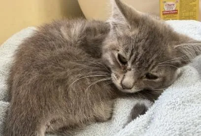 A baby small-sized female Domestic Medium Hair cat named Maybeline for adoption in Santa Maria, CA