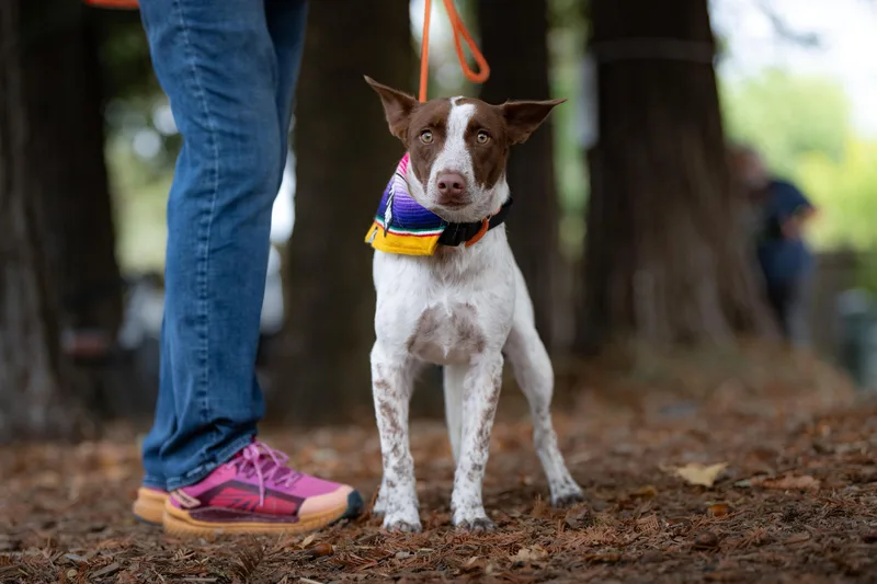 A young medium-sized female Cattle Dog dog named Bella for adoption in Santa Rosa, CA