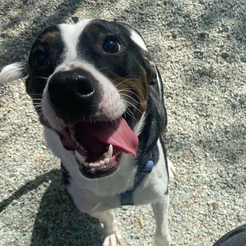 An adult medium-sized male Black Mixed Breed dog named Buddie for adoption in Durham, NC