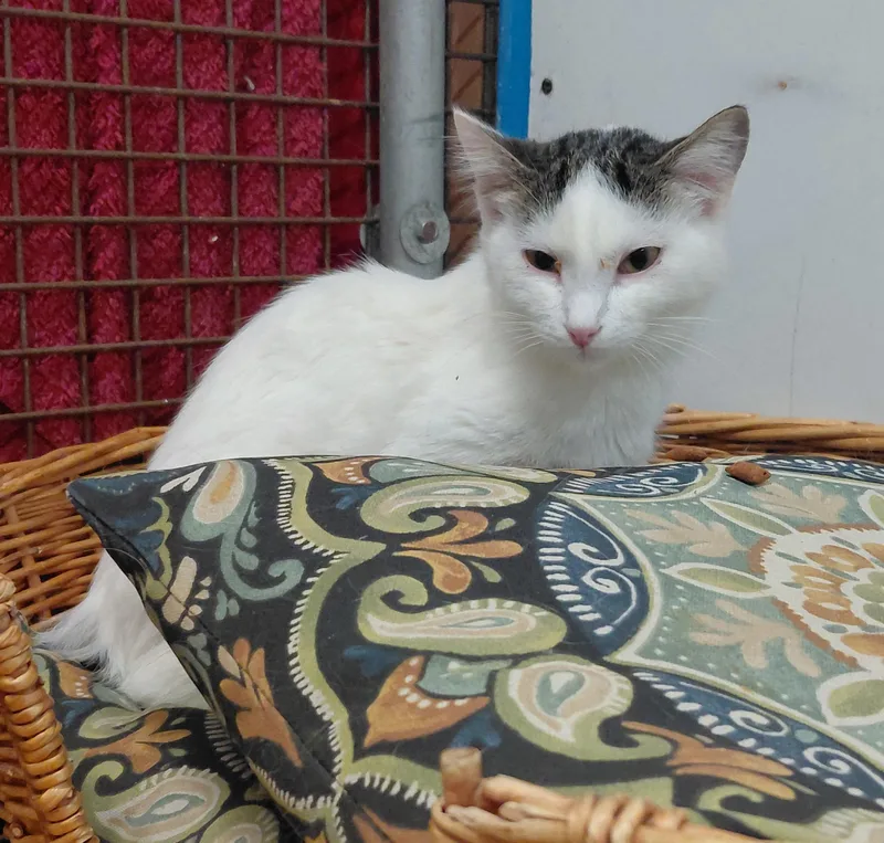 An adult large-sized female Domestic Short Hair cat named Working catMochi for adoption in Billings, MT