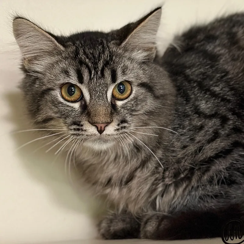 A young medium-sized male Tabby (Brown / Chocolate) Domestic Long Hair cat named Smokey for adoption in Victor, NY