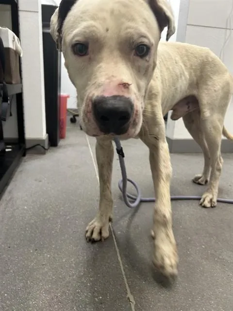 An adult large-sized male Pit Bull Terrier dog named Michaelangelo for adoption in Mesa, AZ