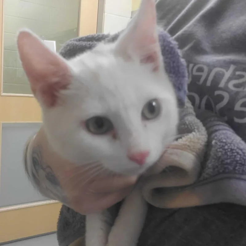 A baby small-sized male White Domestic Short Hair cat named Grasshopper for adoption in Asheville, NC