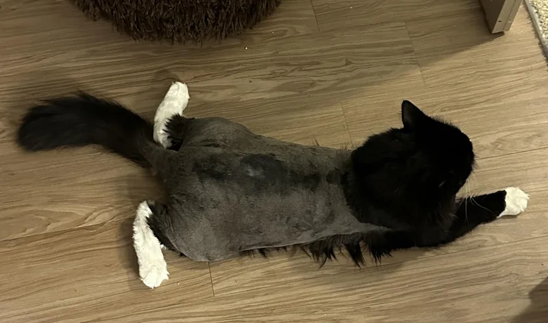 Smokey thumbnail 2