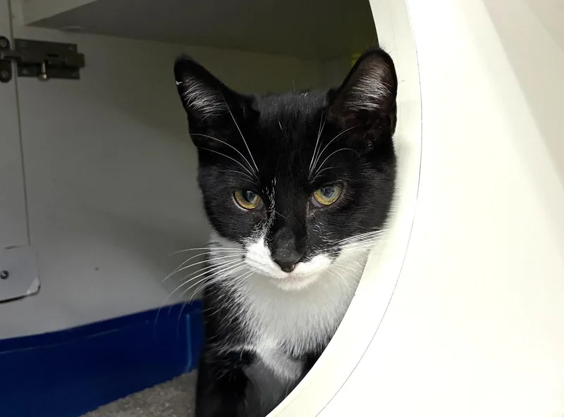 A baby medium-sized female Black & White / Tuxedo Domestic Short Hair cat named Mayda for adoption in Bridgeport, CT