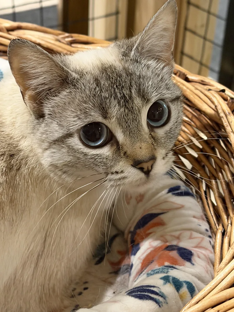 A young medium-sized female Cream / Ivory Domestic Short Hair cat named Loreleithe Tiny Wallflower With for adoption in Bristow, VA