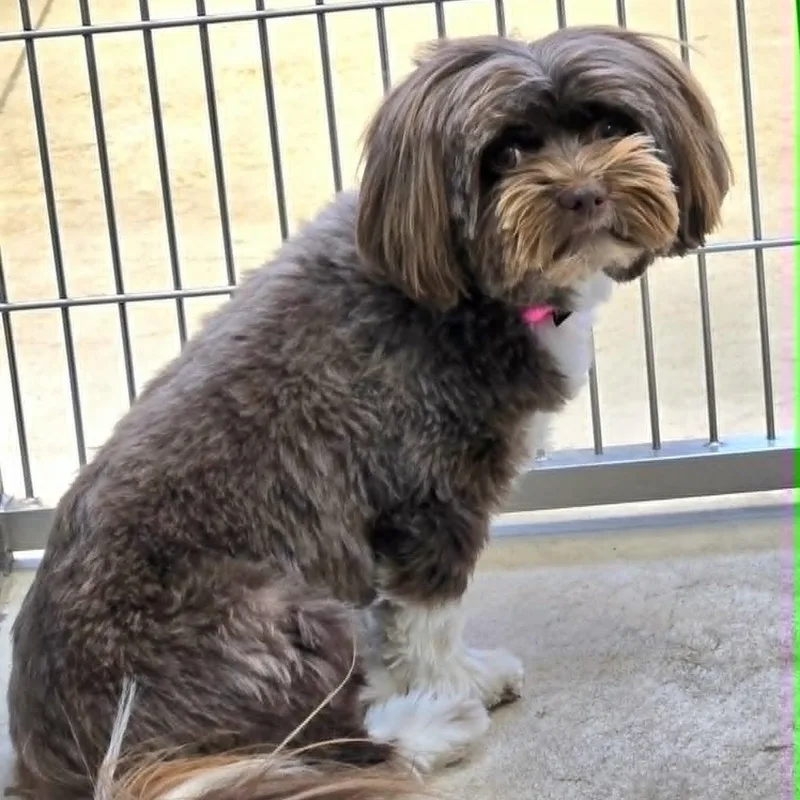 Cinderella thumbnail 2