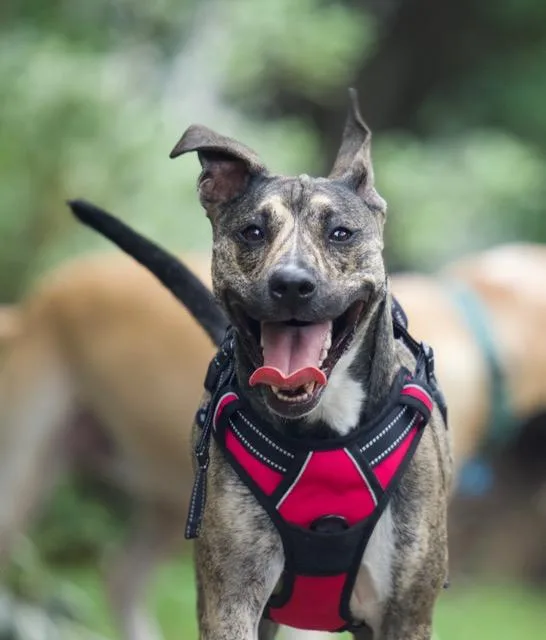 A young small-sized female Mixed Breed dog named Kimchi for adoption in Fort Walton Beach, FL
