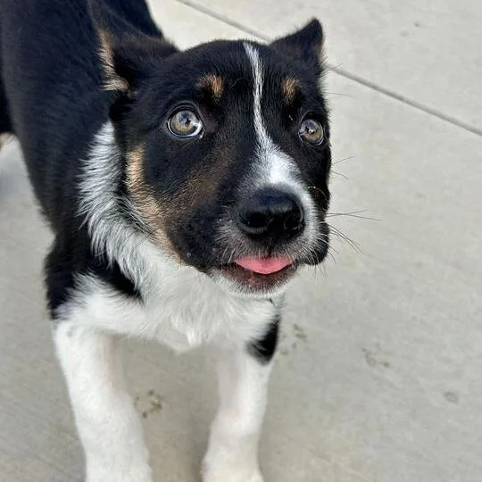 A baby small-sized male Black Australian Shepherd dog named Flick for adoption in Matteson, IL
