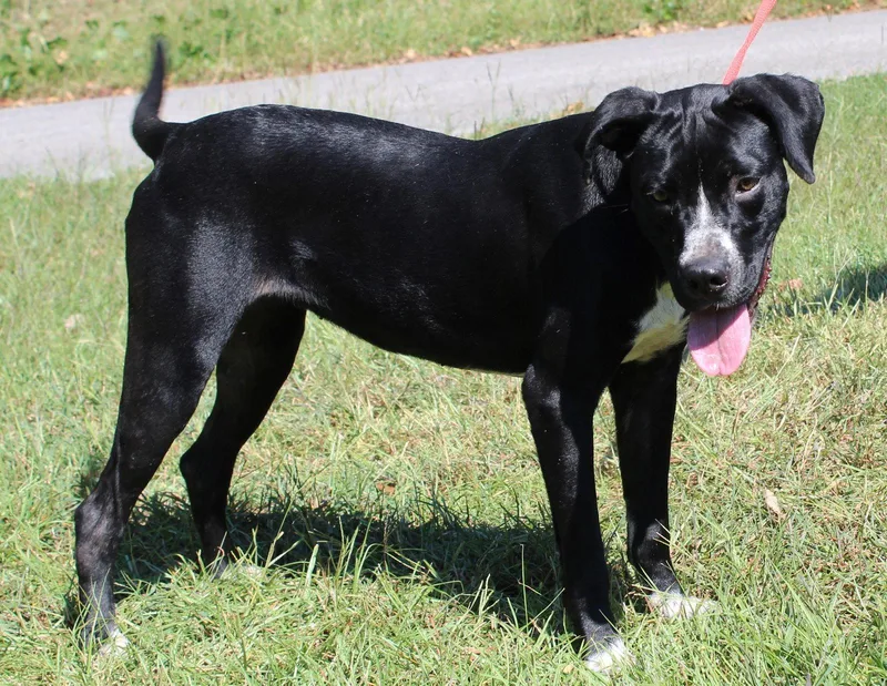 A young medium-sized female Boxer dog named Dottie for adoption in Prattville, AL
