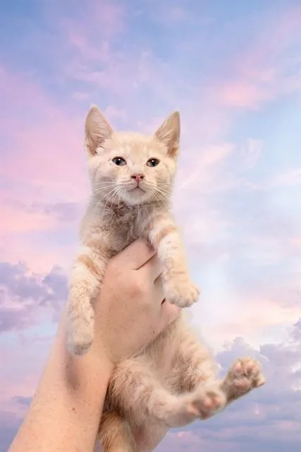 A baby small-sized male Domestic Short Hair cat named Max for adoption in Belleville, IL