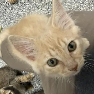 A baby medium-sized male Orange / Red Domestic Medium Hair cat named Rusty for adoption in Bryan, OH