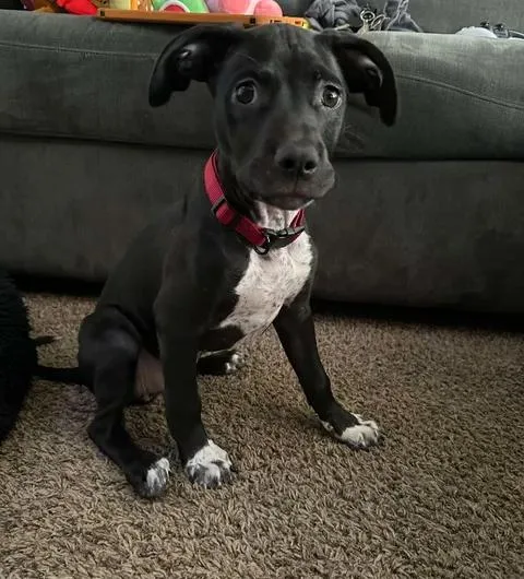 A baby medium-sized female Black Pointer dog named Athena for adoption in Huntsville, TX