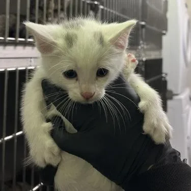 A baby small-sized male White Domestic Short Hair cat named Mushroom for adoption in Murray, UT