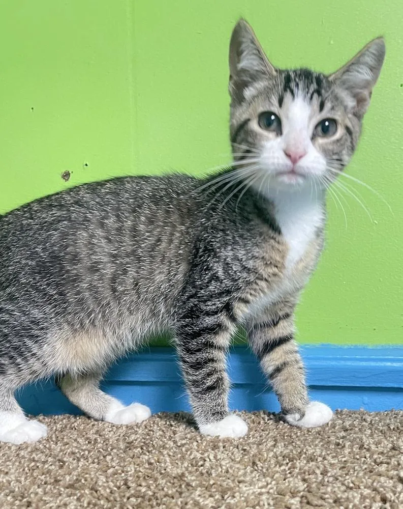 A baby small-sized female Black & White / Tuxedo Domestic Short Hair cat named Genie for adoption in Columbus, OH