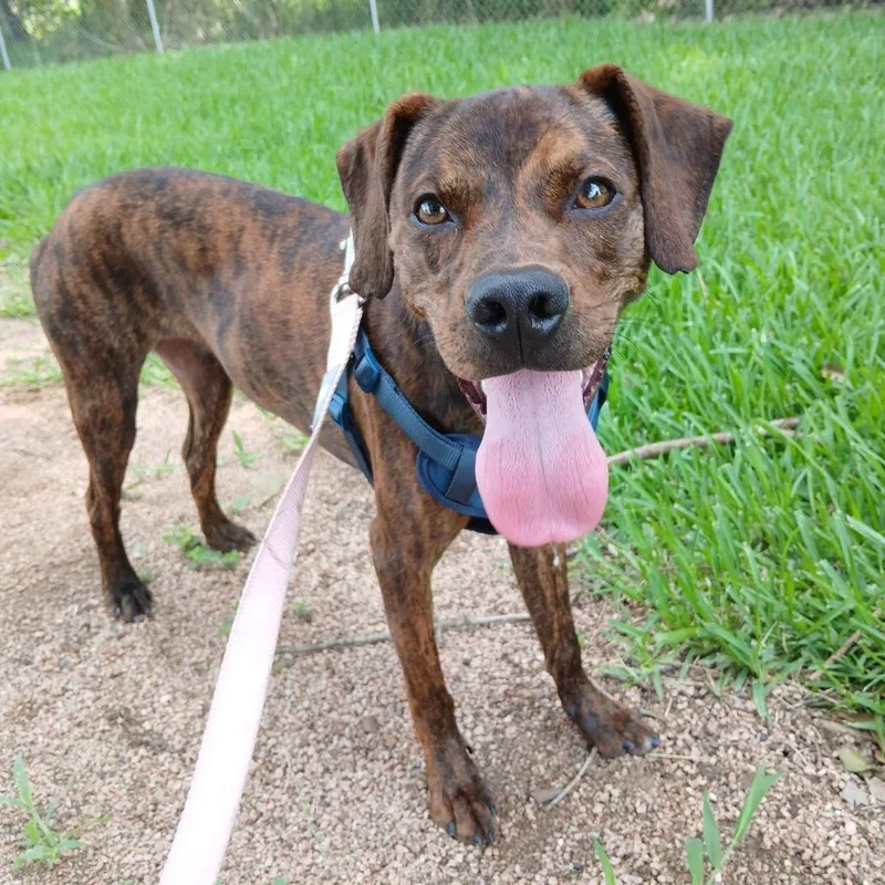 An adult medium-sized male Brown / Chocolate Catahoula Leopard Dog dog named Michael for adoption in Beaumont, TX