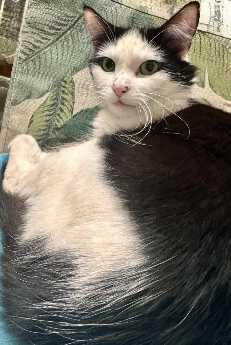 A young medium-sized female Black & White / Tuxedo Domestic Long Hair cat named Elle for adoption in Brooklyn, NY