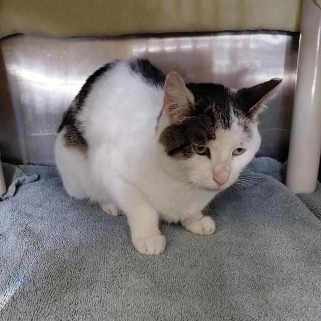 An adult small-sized female Domestic Short Hair cat named Verona for adoption in Huntsville, AL