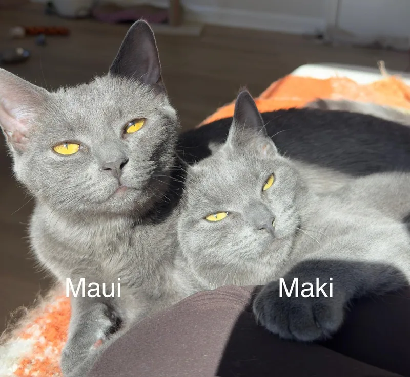 Maui + Maki thumbnail 2
