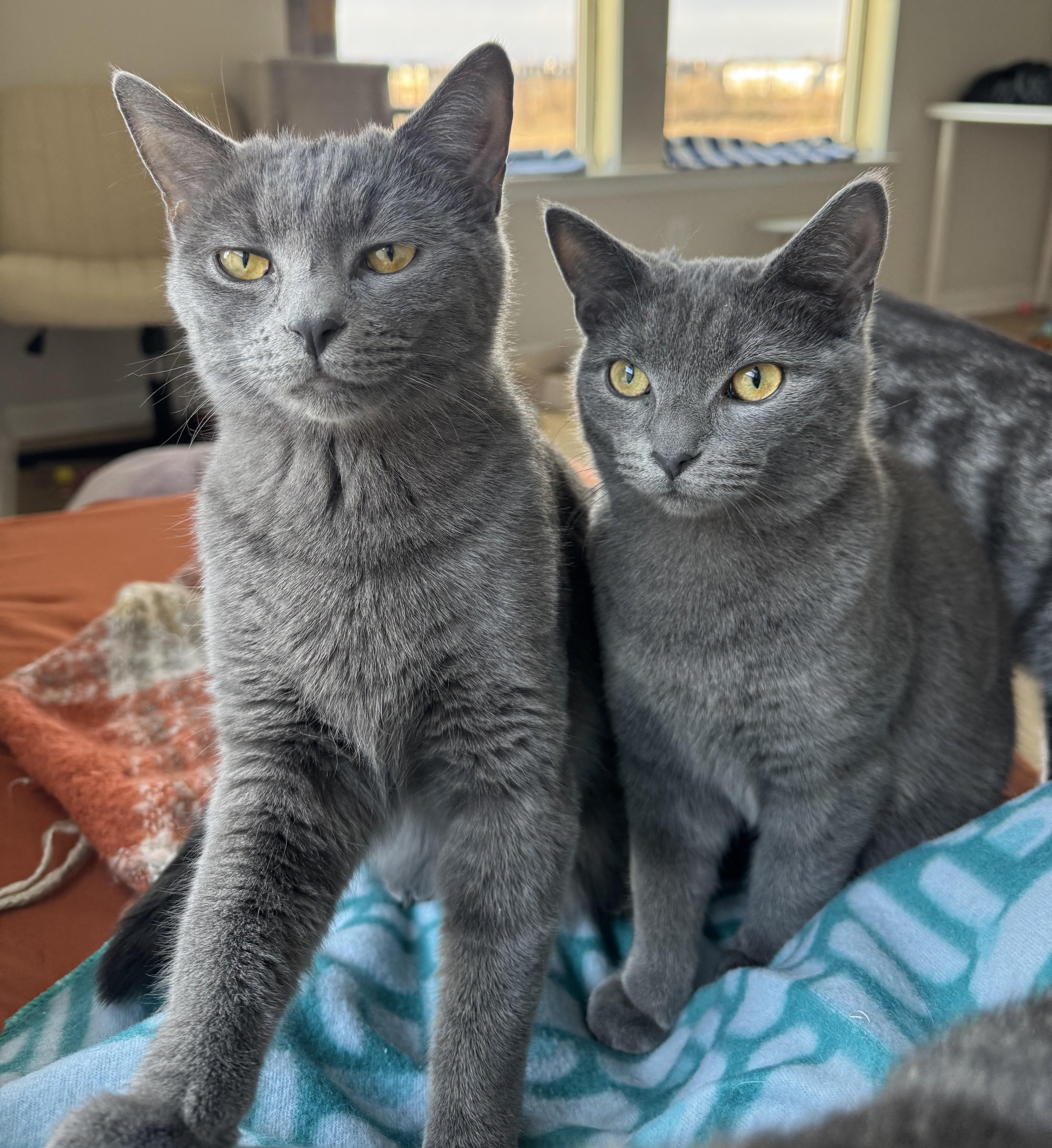 Maui + Maki thumbnail 3