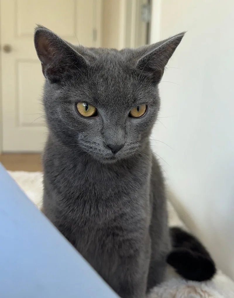 Maui + Maki thumbnail 4