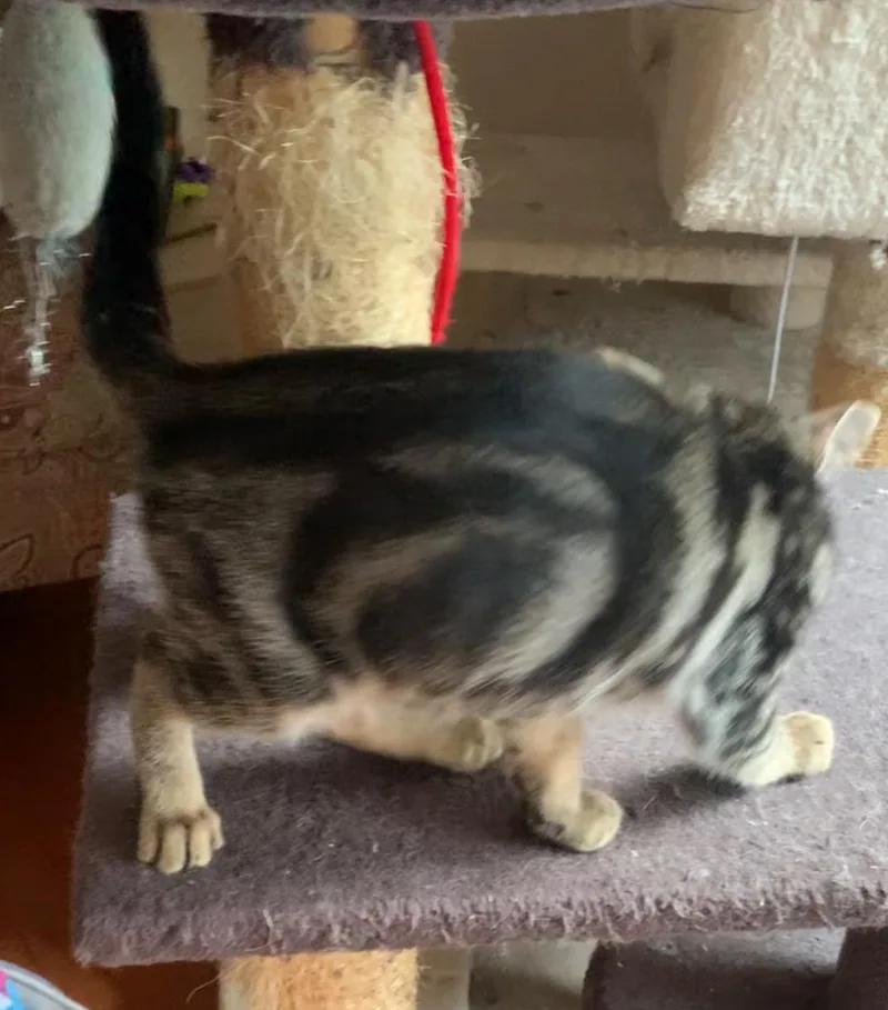 A baby small-sized male Tabby (Brown / Chocolate) Domestic Short Hair cat named Tiger for adoption in Orange, CA