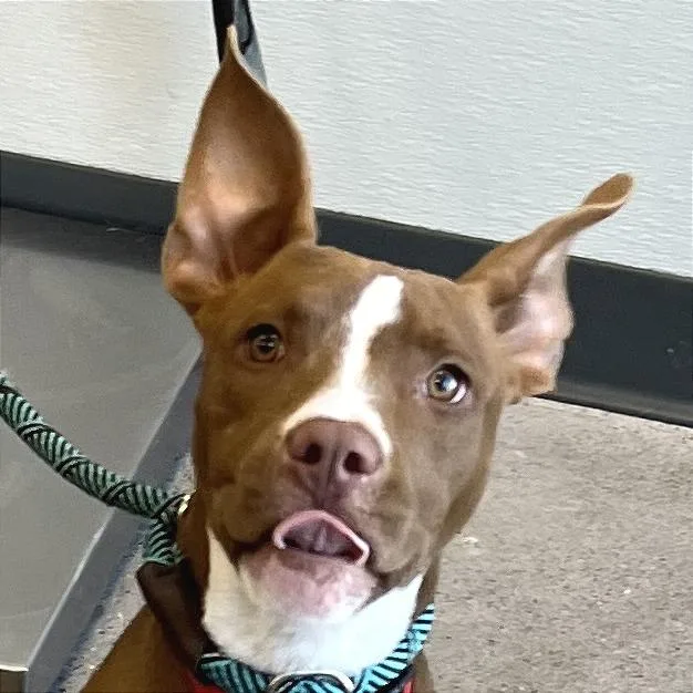 A young small-sized female Brown / Chocolate Mixed Breed dog named Kayla for adoption in Parker, CO