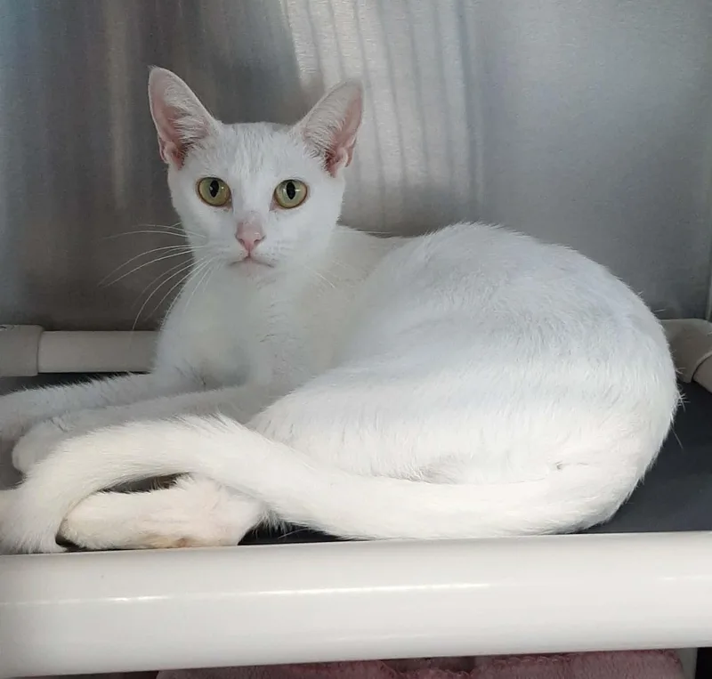 An adult medium-sized female White Devon Rex cat named Snow White for adoption in Georgetown, OH