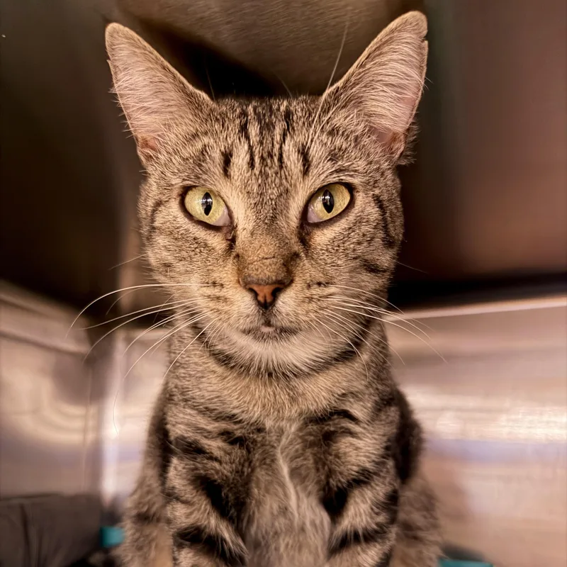 An adult medium-sized female Tabby (Buff / Tan / Fawn) Domestic Short Hair cat named Linnea for adoption in Palm Harbor, FL
