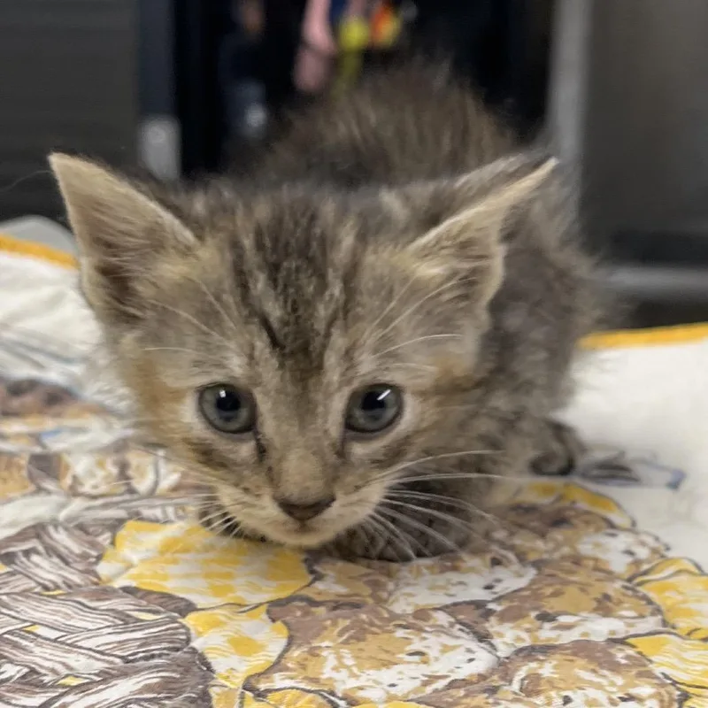A baby small-sized female Gray / Blue / Silver Domestic Short Hair cat named Connie for adoption in Pauls Valley, OK