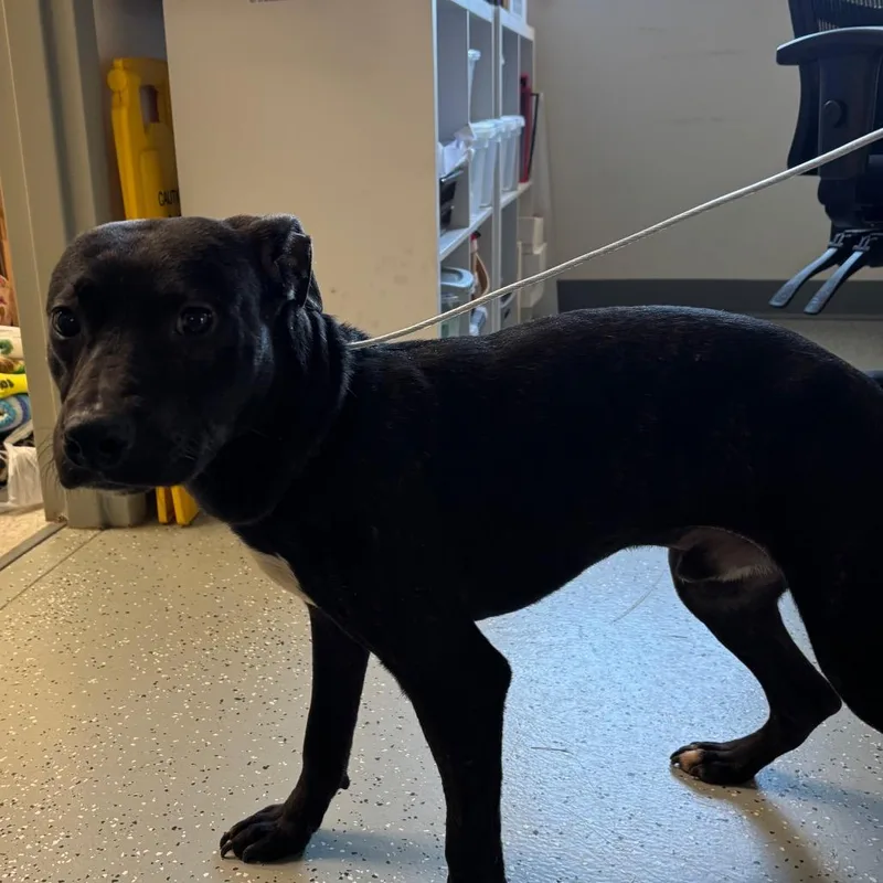 An adult medium-sized male Black Terrier dog named Vigo for adoption in Galax, VA