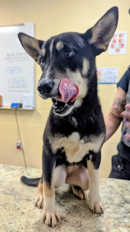 A baby medium-sized female Shepherd dog named Dutchess for adoption in Independence, MO
