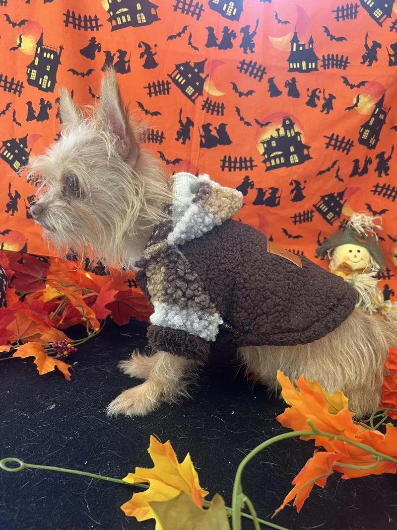 An adult small-sized male Chihuahua dog named Haywire for adoption in Upper Sandusky, OH