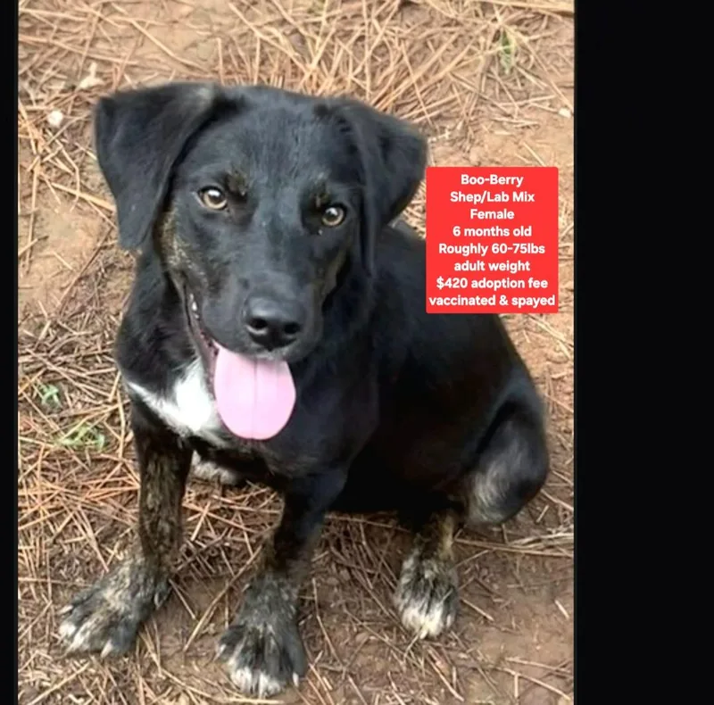 A baby large-sized female Shepherd dog named BooBerry for adoption in Oviedo, FL