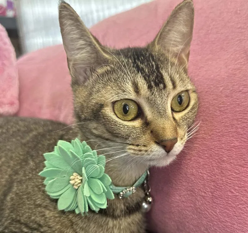 A young medium-sized female Domestic Short Hair cat named Bess for adoption in Margate, FL