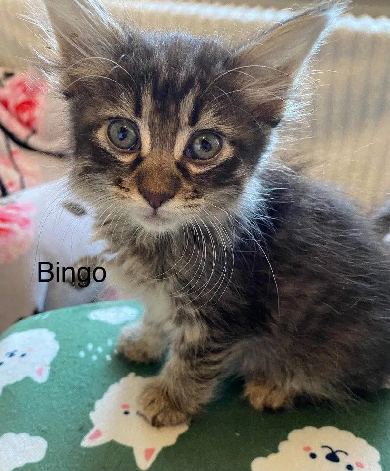 A baby small-sized female Tabby cat named Bingo for adoption in Saint George, UT