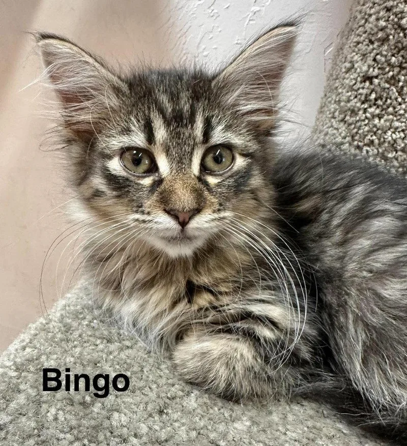 Bingo thumbnail 2