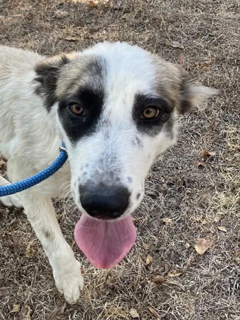 A young medium-sized female Mixed Breed dog named Lucy for adoption in Dallas, TX