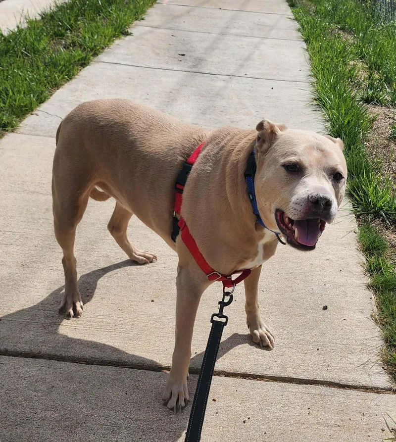 An adult medium-sized male Yellow / Tan / Blond / Fawn Pit Bull Terrier dog named Dexter for adoption in Manassas, VA