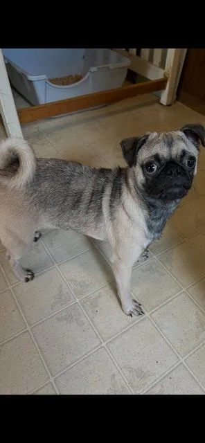 A young small-sized female Gray / Blue / Silver Pug dog named Bella for adoption in Memphis, TN