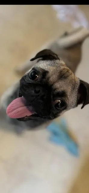 Bella thumbnail 4