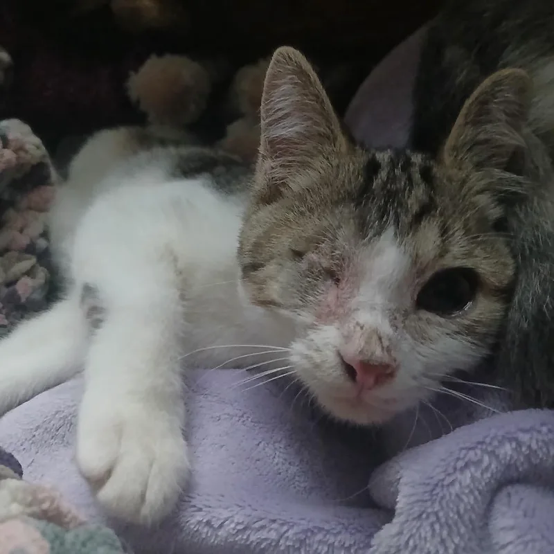 A baby small-sized male Calico Domestic Short Hair cat named Alex in Taneytown for adoption in Alexandria, VA