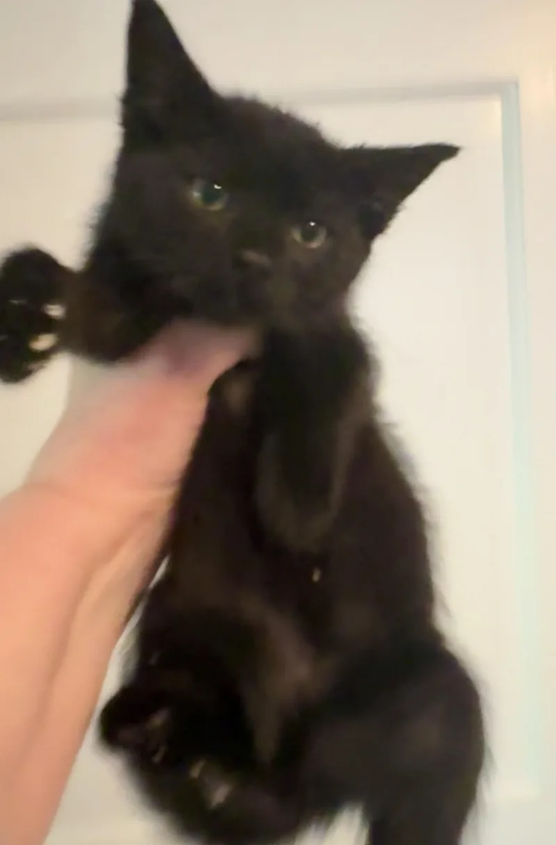 A baby medium-sized female Black Domestic Short Hair cat named Darcy for adoption in Andover, CT