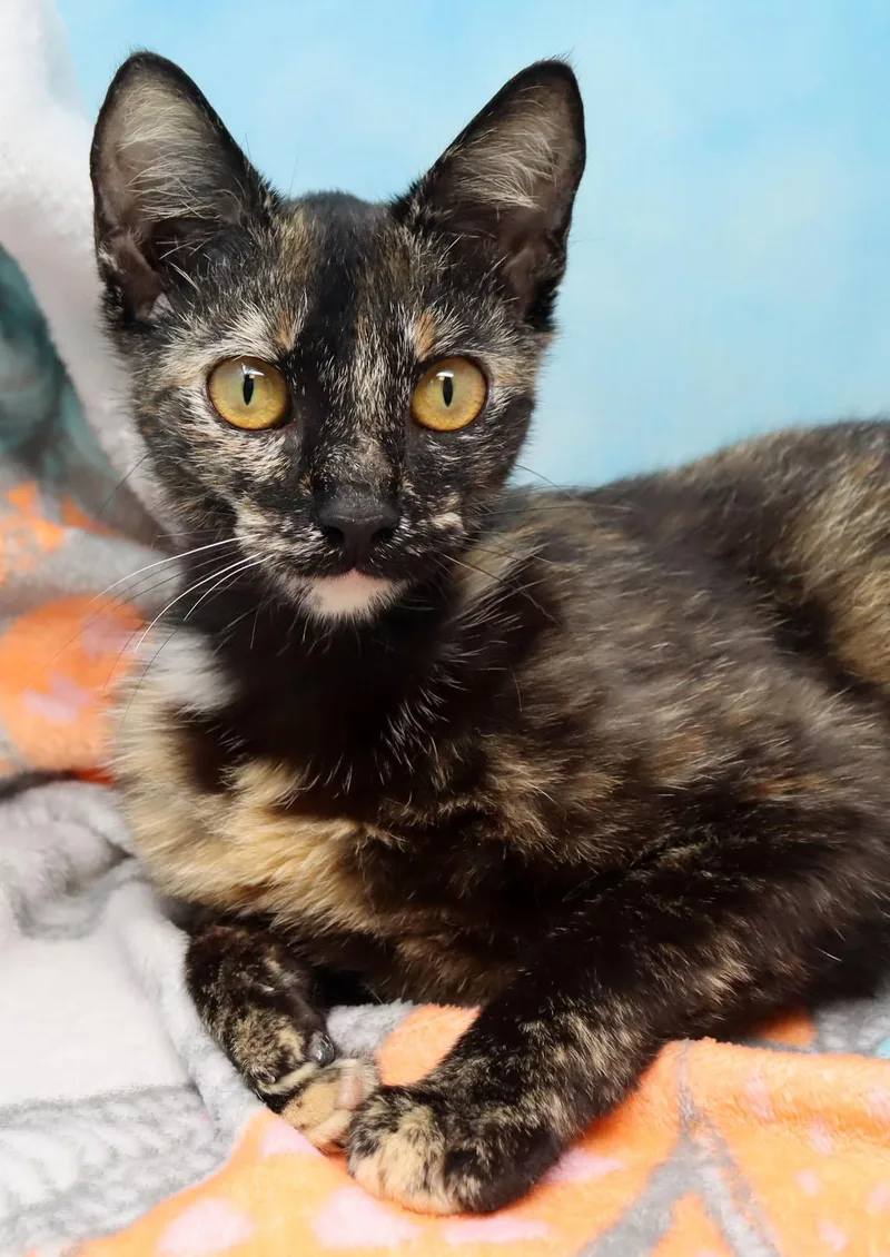 A young medium-sized female Tortoiseshell Domestic Short Hair cat named Gertie for adoption in Tierra Verde, FL