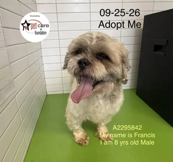 An adult small-sized male Shih Tzu dog named Francis for adoption in Los Angeles, CA