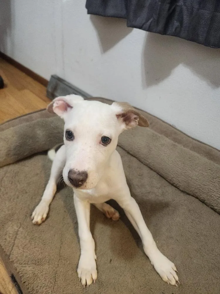 A baby medium-sized female Pit Bull Terrier dog named Jewel for adoption in Thornton, CO