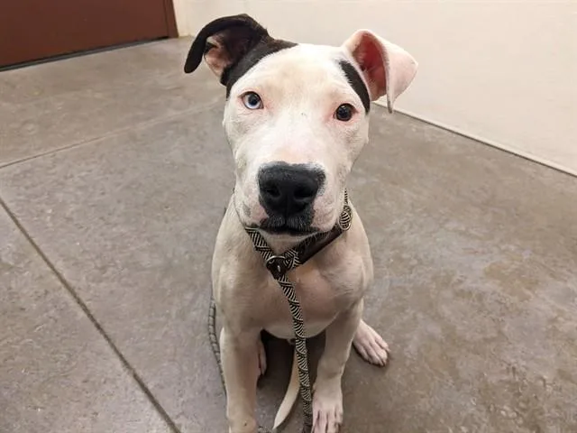 A young large-sized male Pit Bull Terrier dog named Dill for adoption in Phoenix, AZ